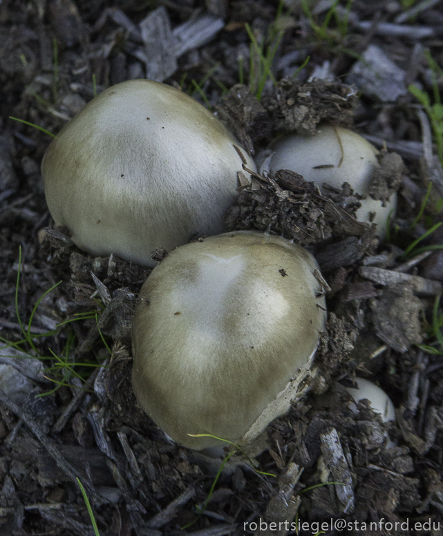 golden mushrooms